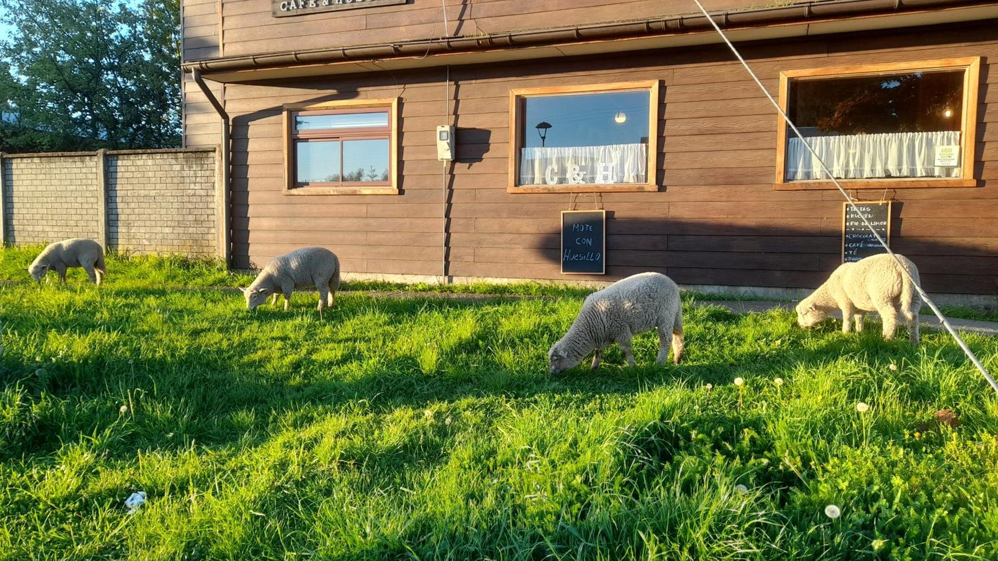 Cafe & Hostal Acurruka Куракаутін Екстер'єр фото